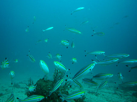 1101hatsushima7.jpg