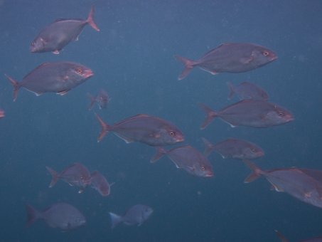 140821kumomi1.jpg