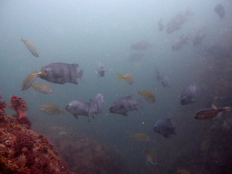 140821kumomi3.jpg