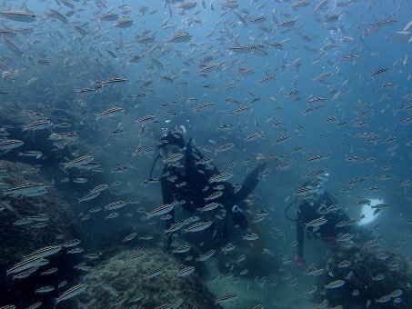 160925kogane07.jpg