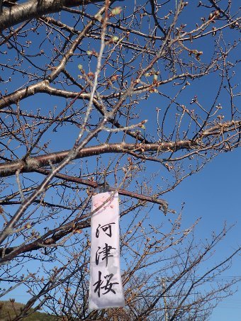 170117tago05.jpg