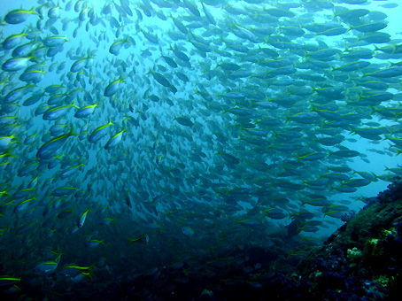20110807.jpg