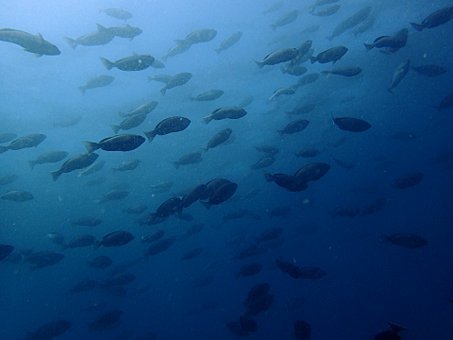0503mikomoto4.jpg