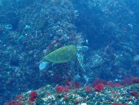 0516mikomoto5.jpg