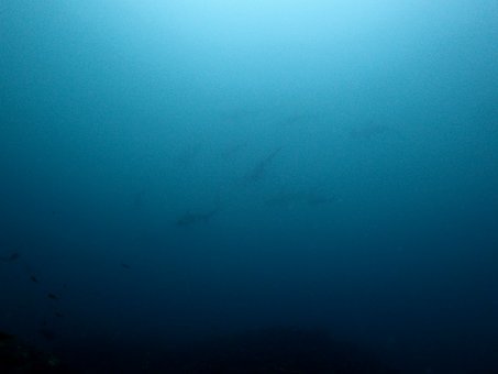 0530mikomoto2.jpg