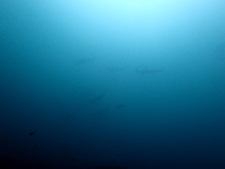 0530mikomoto3.jpg