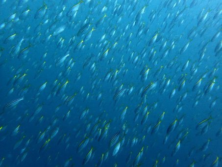 0531mikomoto3.jpg