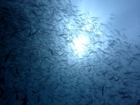 0531mikomoto6.jpg