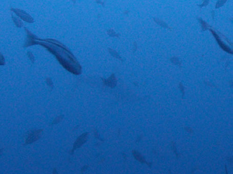 0605mikomoto1.jpg