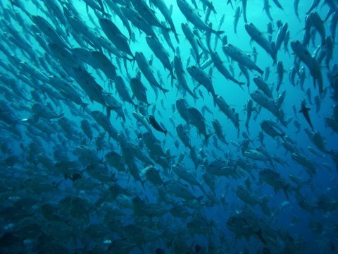 07 palau04.jpg