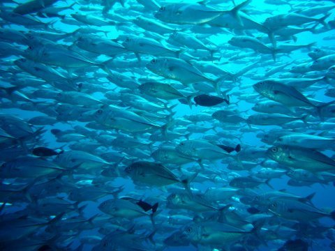 07 palau05.jpg