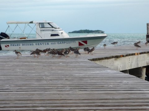 07 palau07.jpg