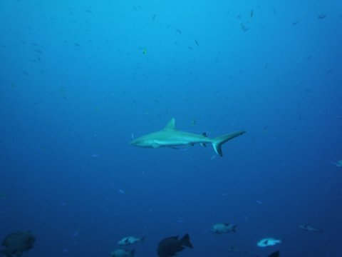 07 palau08.jpg