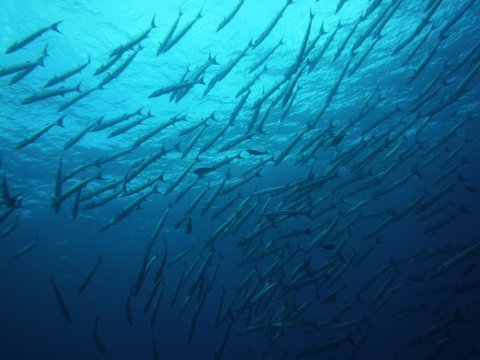 07 palau09.jpg