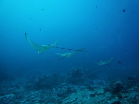 07 palau11.jpg
