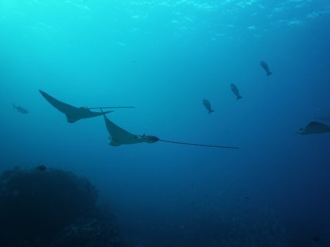 07 palau12.jpg