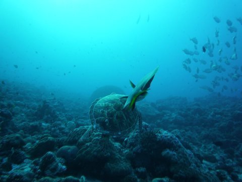 07 palau15.jpg