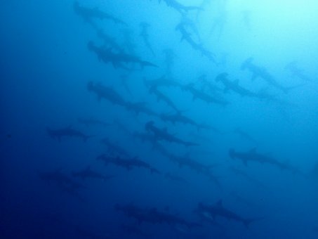 0804 mikomoto2.jpg