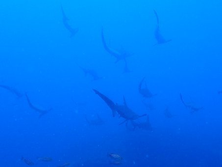 0814mikomoto5.jpg