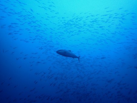 0901mikomoto5.jpg