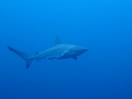0901mikomoto7.jpg