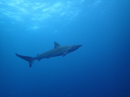 0901mikomoto8.jpg