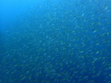 0904mikomoto04.jpg