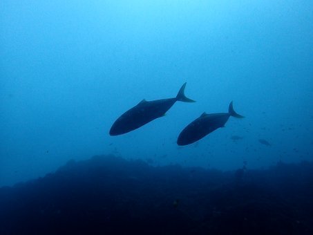 0904mikomoto06.jpg