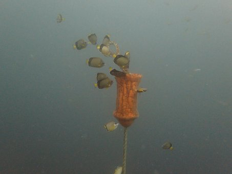 0911mikomoto04.jpg