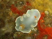 110414kumomiherishiro.jpg