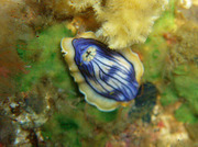110414kumomikongasuri.jpg