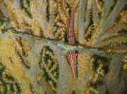 110504kudagonbe.jpg