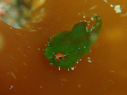 110505dango1.jpg