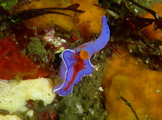 110508nishiki.jpg