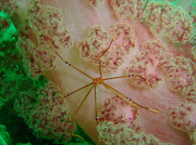 110508waraebi.jpg