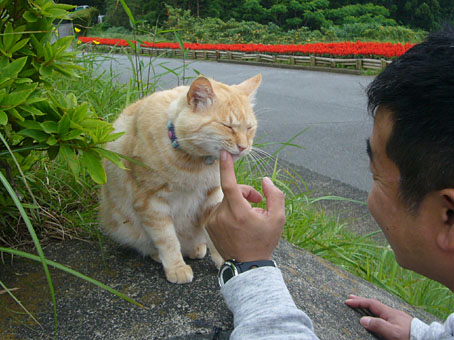 110601neko.jpg