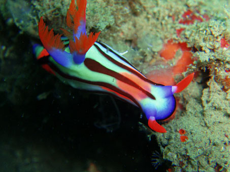 110601setoryugu.jpg