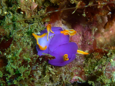 110710umikotyo.jpg
