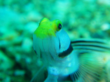 110817koganeneji.jpg