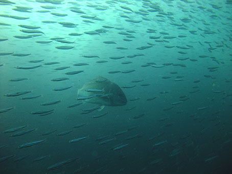 110829iwashi1.jpg