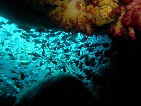 110908kumomi1.jpg