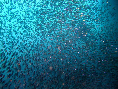 110908kumomi4.jpg