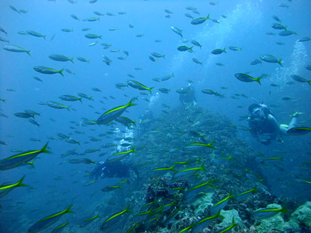 110910mikomoto.jpg