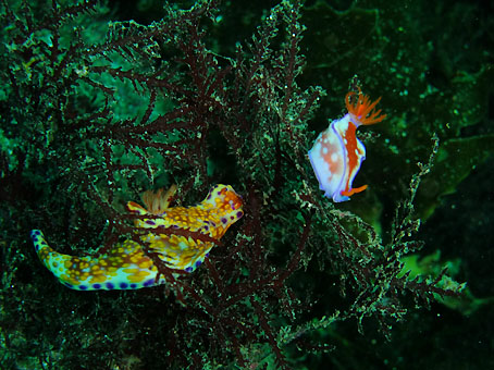 110923kumomi2.jpg