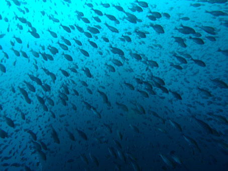 111022tago2.jpg