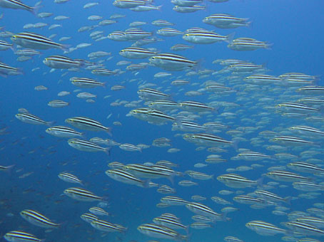 111027kogane3.jpg