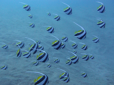 111123kogane5.jpg