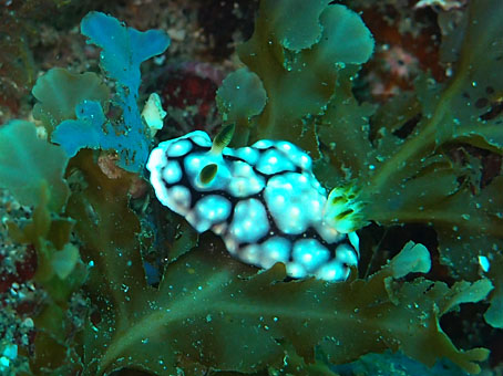 111127kumomi2.jpg