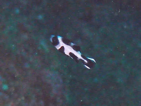 1123ose1.jpg