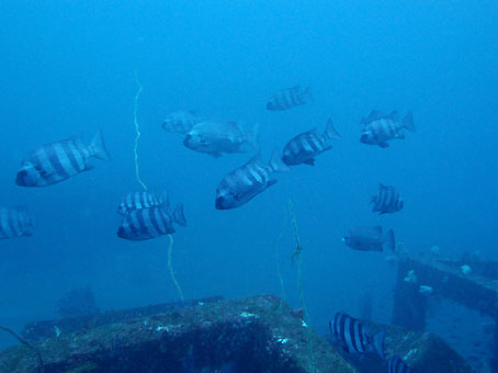120108toi3.jpg